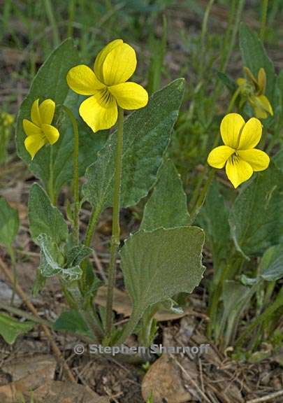 viola purpurea ssp quercetorum 2 graphic